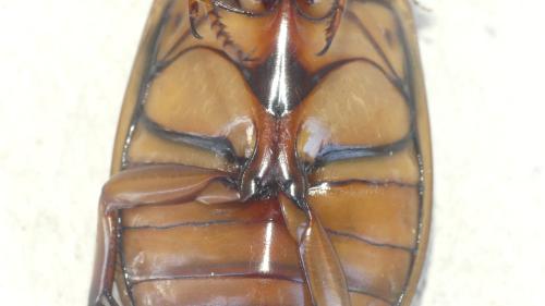 Dytiscus marginalis